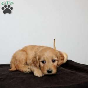 Cambree, Mini Goldendoodle Puppy